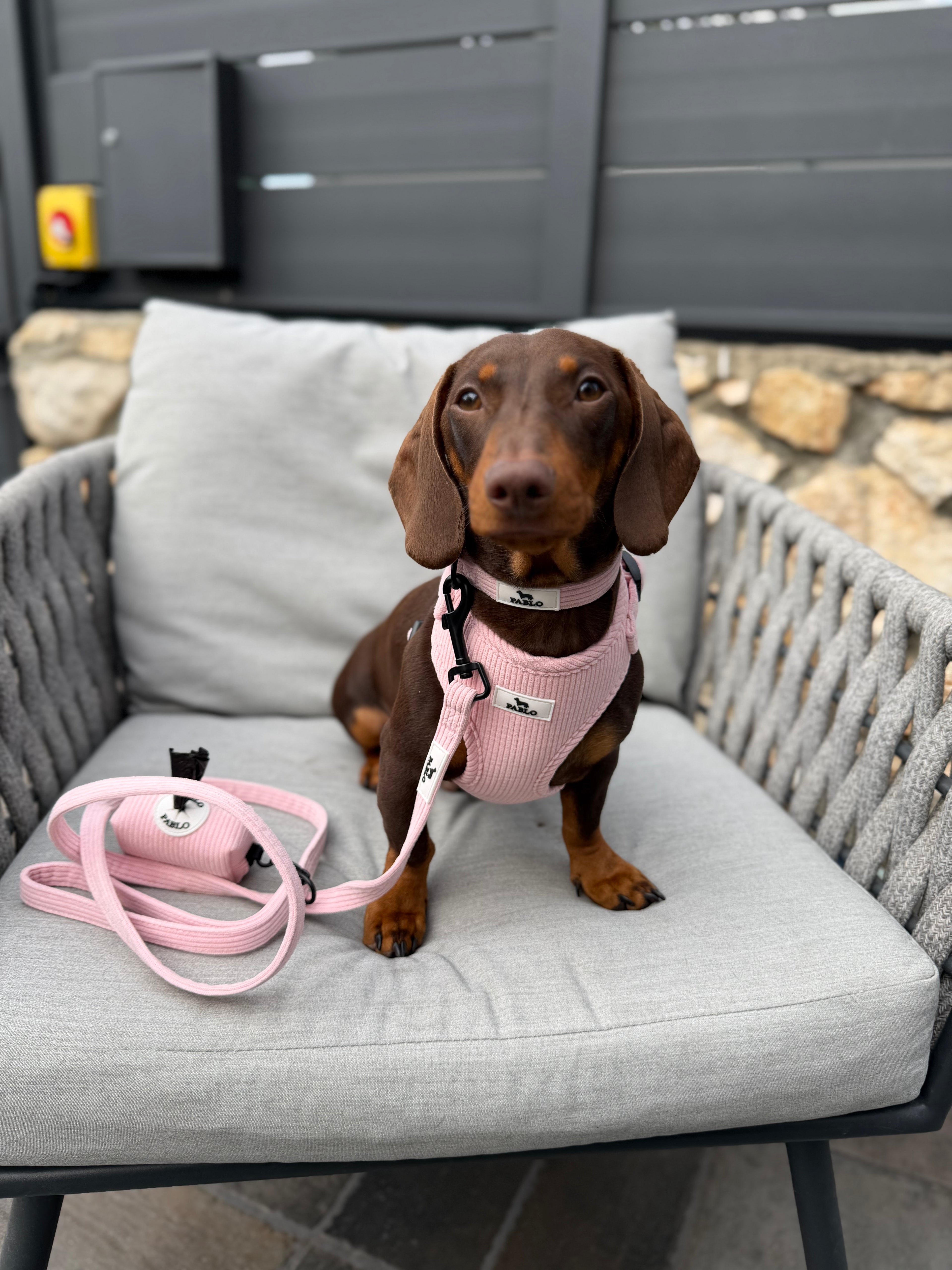 “PABLO” Pink harness - רתמה ורודה ״פאבלו״