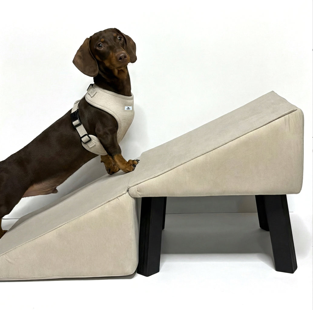 Dog ramp - רמפה לכלב