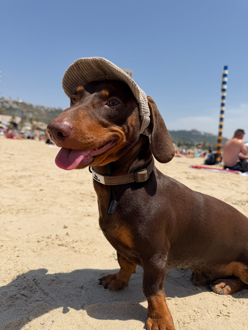 Dog hat - כובע לכלב