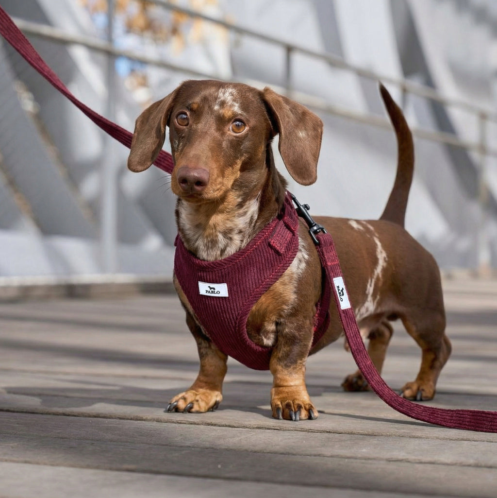 Corduroy Bordeaux set - סט ״קורדרוי״ בורדו