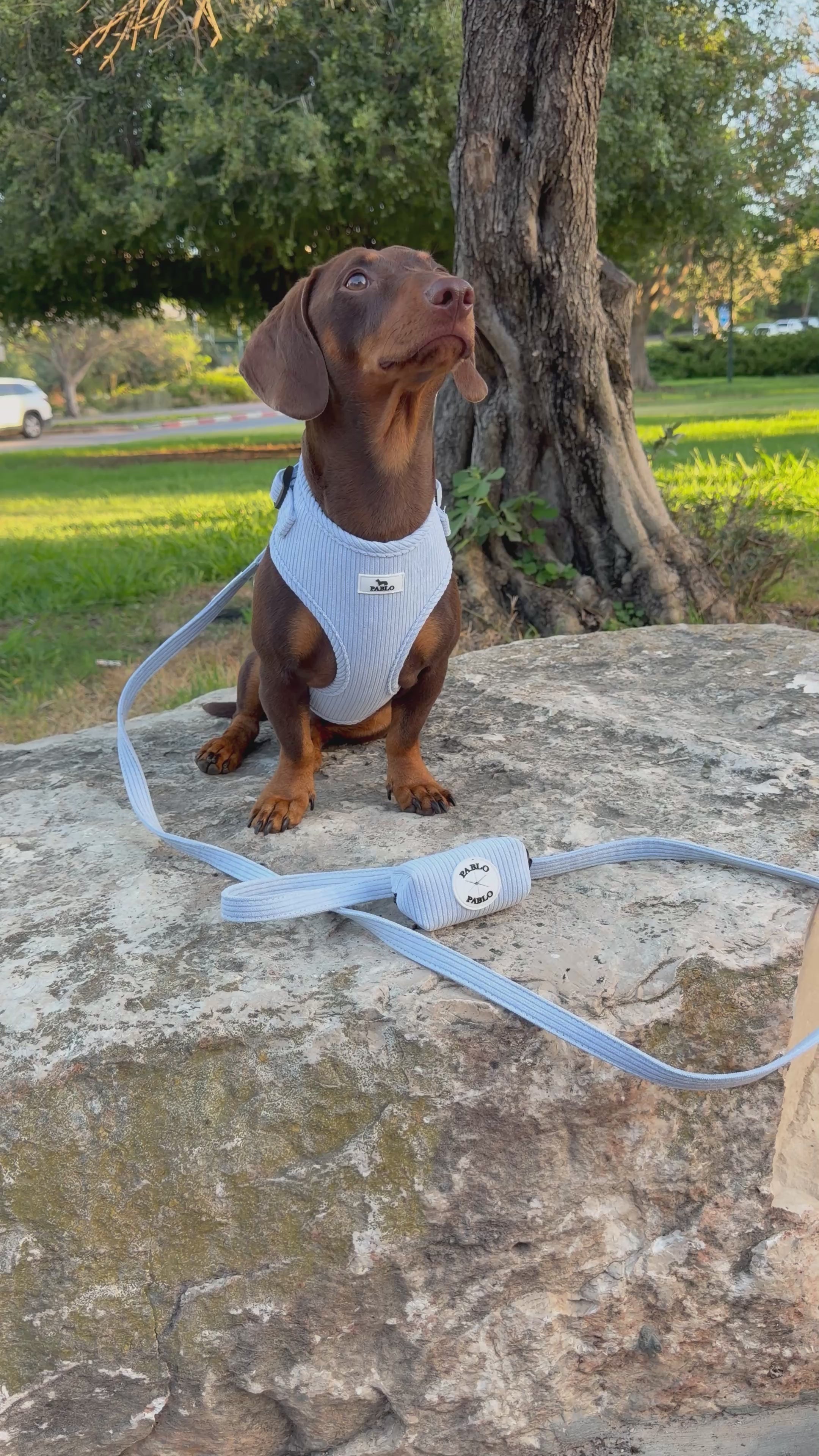 “PABLO” light blue harness - רתמה תכלת ״פאבלו״